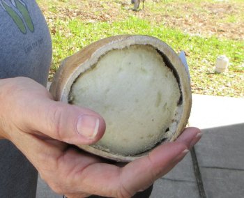 23-1/2 inch tall Giraffe Foot Mount