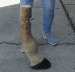 23 inch tall Giraff...