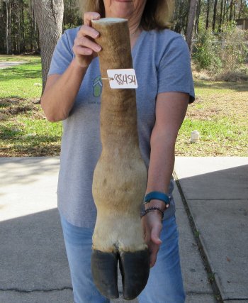 23 inch tall Giraffe Foot Mount