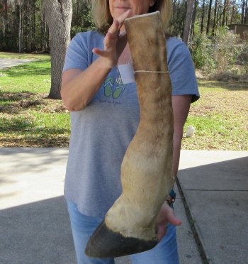 23 inch tall Giraffe Foot Mount