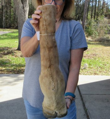 23 inch tall Giraffe Foot Mount