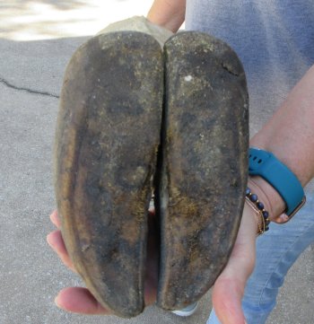 23 inch tall Giraffe Foot Mount