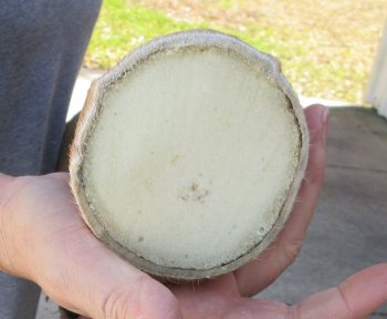 23 inch tall Giraffe Foot Mount