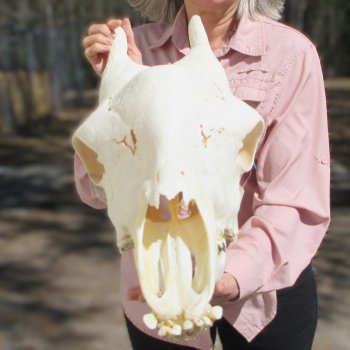 Female Giraffe Skull with Lower Jaw (Mandible) - Adult Signature Required Cites #P000041049