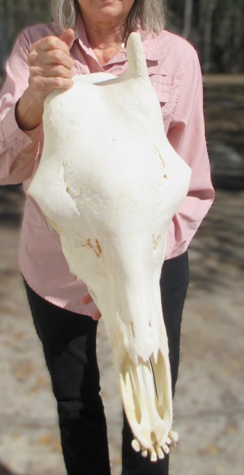 Female Giraffe Skull with Lower Jaw (Mandible) - Adult Signature Required Cites #P000041049