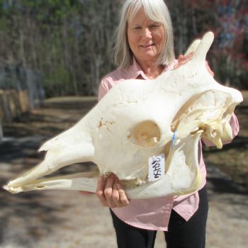 Female Giraffe Skull with Lower Jaw (Mandible) - Adult Signature Required Cites #P000041049