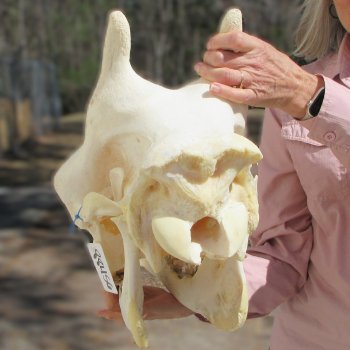 Female Giraffe Skull with Lower Jaw (Mandible) - Adult Signature Required Cites #P000041049