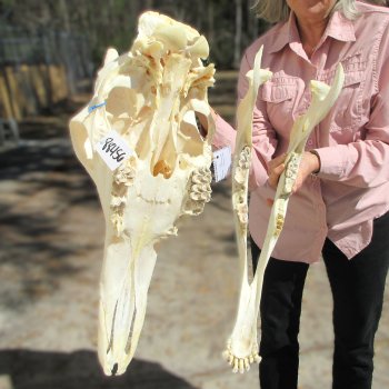 Female Giraffe Skull with Lower Jaw (Mandible) - Adult Signature Required Cites #P000041049