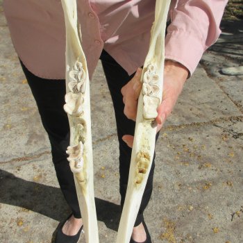 Female Giraffe Skull with Lower Jaw (Mandible) - Adult Signature Required Cites #P000041049