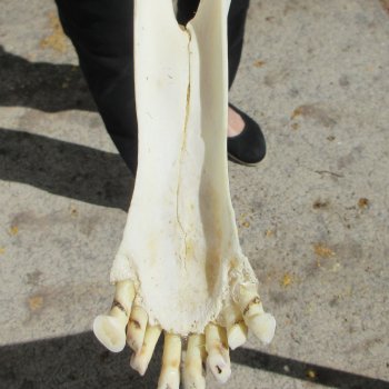 Female Giraffe Skull with Lower Jaw (Mandible) - Adult Signature Required Cites #P000041049