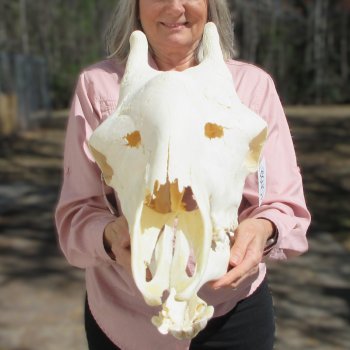 Female Giraffe Skull with Lower Jaw (Mandible) - Adult Signature Required Cites #P000041049