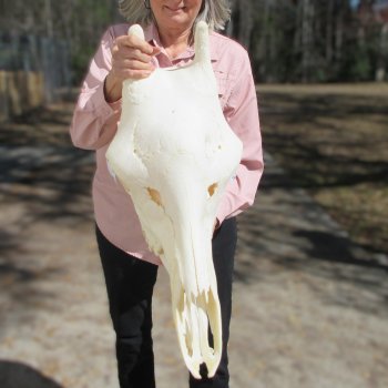 Female Giraffe Skull with Lower Jaw (Mandible) - Adult Signature Required Cites #P000041049