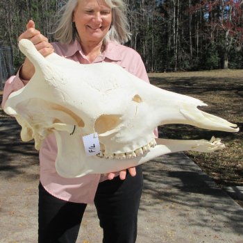 Female Giraffe Skull with Lower Jaw (Mandible) - Adult Signature Required Cites #P000041049