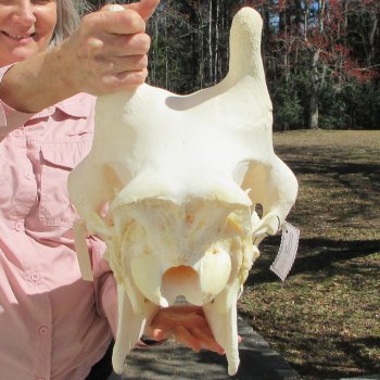 Female Giraffe Skull with Lower Jaw (Mandible) - Adult Signature Required Cites #P000041049