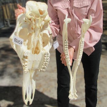 Female Giraffe Skull with Lower Jaw (Mandible) - Adult Signature Required Cites #P000041049