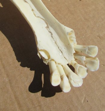Female Giraffe Skull with Lower Jaw (Mandible) - Adult Signature Required Cites #P000041049