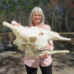 Male Giraffe Skull ...