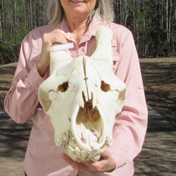 Male Giraffe Skull with Lower Jaw (Mandible) - Adult Signature Required Cites #P000041049
