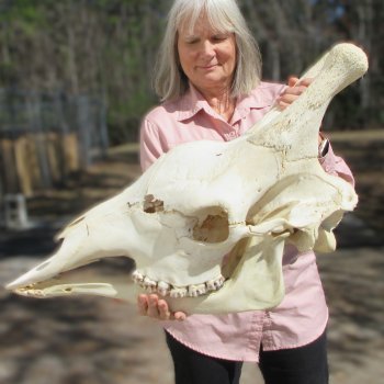 Male Giraffe Skull with Lower Jaw (Mandible) - Adult Signature Required Cites #P000041049