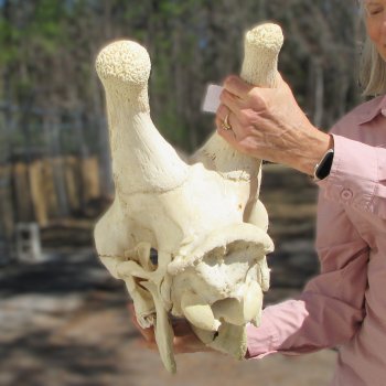 Male Giraffe Skull with Lower Jaw (Mandible) - Adult Signature Required Cites #P000041049