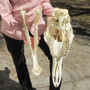 Male Giraffe Skull with Lower Jaw (Mandible) - Adult Signature Required Cites #P000041049