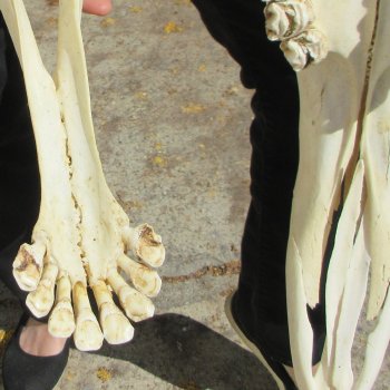 Male Giraffe Skull with Lower Jaw (Mandible) - Adult Signature Required Cites #P000041049