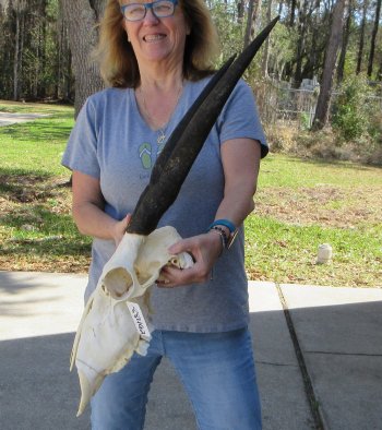 African Female Eland Skull with 21" Horns