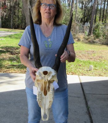 African Female Eland Skull with 21" Horns