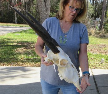 African Female Eland Skull with 21" Horns