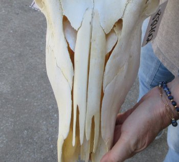 African Female Eland Skull with 21" Horns