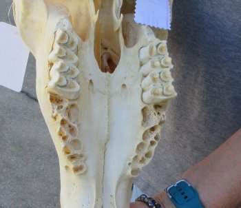 African Female Eland Skull with 21" Horns