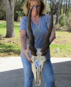 African Male Eland ...