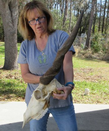 African Male Eland Skull with 29" Horns