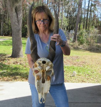African Male Eland Skull with 29" Horns