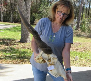 African Male Eland Skull with 29" Horns