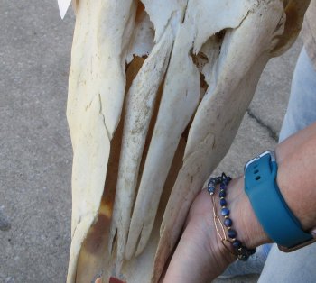 African Male Eland Skull with 29" Horns