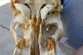 African Male Eland Skull with 29" Horns