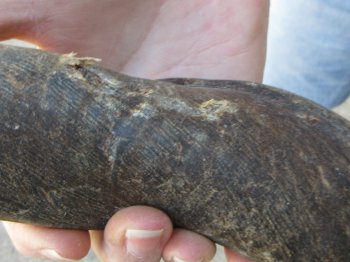 African Male Eland Skull with 29" Horns