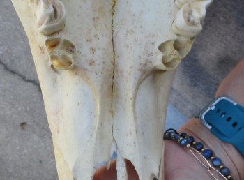 African Male Eland Skull with 29" Horns