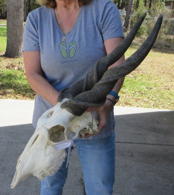 African Male Eland Skull with 26" Horns