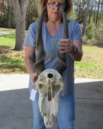 African Male Eland Skull with 26" Horns