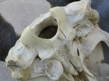 African Male Eland Skull with 26" Horns