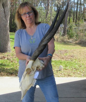 African Female Eland Skull with 26" Horns