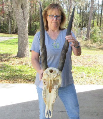African Female Eland Skull with 26" Horns