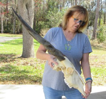 African Female Eland Skull with 26" Horns