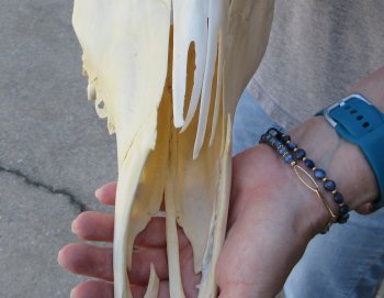 African Female Eland Skull with 26" Horns