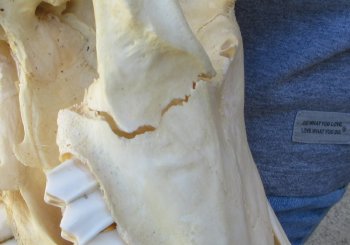 African Female Eland Skull with 26" Horns