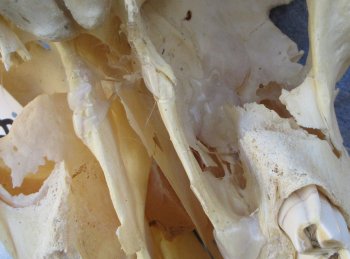 African Female Eland Skull with 26" Horns