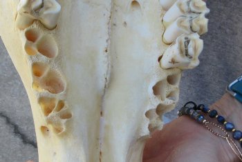 African Female Eland Skull with 26" Horns