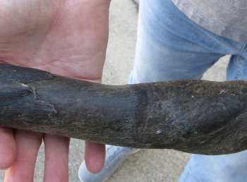 African Female Eland Skull with 26" Horns